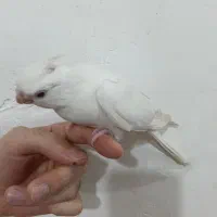 عروس آلبینو سفید