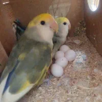 یه جفت کوتولی برزیلی رنگ خاص