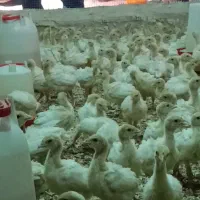جوجه بوقلمون بیوتی