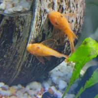 کت پوزه بوته ای فول رد سوپر باله