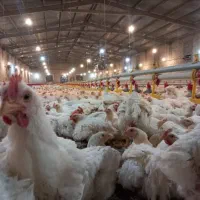 کارگر مرغداری ماهر خانواده زنک بزند