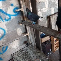 کبوتر