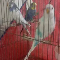 مرغ عشق