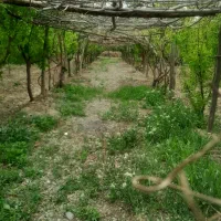 باغ 1300متری خوش اب وهوا درشکر اباد بغل جاده
