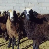 بره پوشی