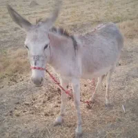 ماده‌‌خر‌ابستن‌جوان
