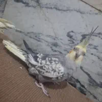 عروس هلندی