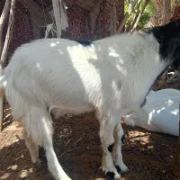 چپشت نری