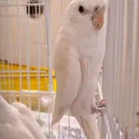 عروس هلندی آلبینو خاص معاوضه با جفت راعبی