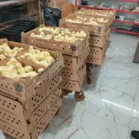 جوجه گوشتی واکسن خورده