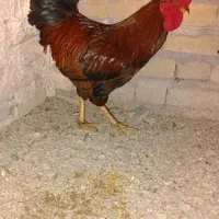 مرغ خروس