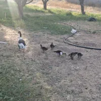 فروش غاز ماده با ۵ عدد جوجه اسرائیلی