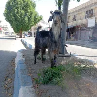 تروشت فروشی مکان بنت