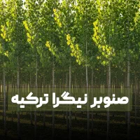 نهال صنوبر تبریزی ترکیه با سود دهی میلیاردی