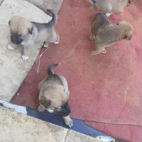 توله سگ دوبرمن و روتفایلر