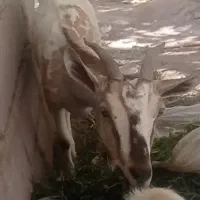 بز وکره