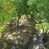 فروش میوه آلو