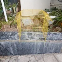 قفس عروس هلندی وطوطی معاوضه
