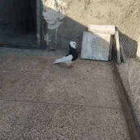 کفتر