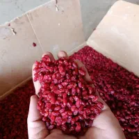 کارتن شده پفکی