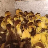 فروش جوجه اردک خارجی وجوجه امپراطور بوف