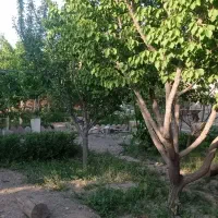 زمین ،باغ فروشی 500متری|فروش زمین و ملک کلنگی|مشهد, چهاربرج|دیوار