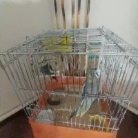 عروس هلندی نرو ماده