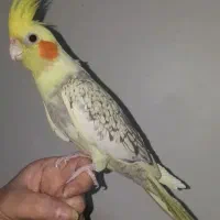 دو تا جوجه عروس هلندی