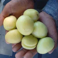 زردآلو درجه یک بدون کوچکترین لکه .مخصوص قیصی