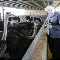 کارگر ساده جهت دامداری