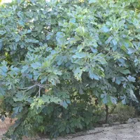 خانه‌ویلای