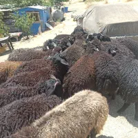 ه ومرطوب گوسفند در زنده تهران حومه