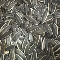 تخمه اعلاعمده خرده