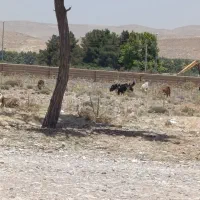 فروش گوسفند زنده بره  کهره  میش   بز