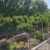 زمین باغی سند تک برگ(جاده خوشنام روبروی پمپ گاز)