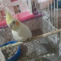 دو عدد عروس هلندی ماده