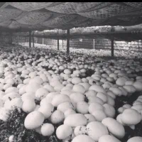 اجاره تولیدی پرورش قارچ دکمه ای