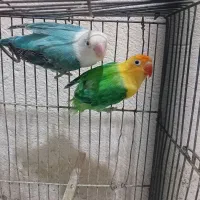 جفت طوطی برزیلی کتوله