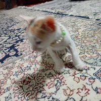 باسلام خدمت دوستان عزیز گربه