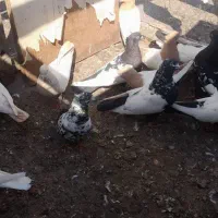 کبوتر