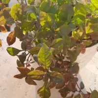 گل وگلدون|گل و گیاه طبیعی|شیروان (خراسان), |دیوار