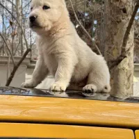 توله آلابای سفید روسی درشت و اصیل بازدیدحضوری