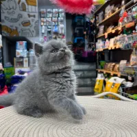 گربه بریتیش بلو ماده