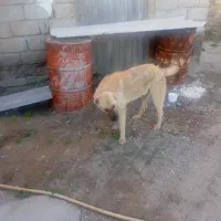 سگ کانکال|سگ|میاندوآب, |دیوار