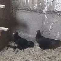 جفت کلاغ کرمانی
