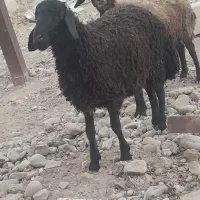 بره نر ۳۵ تا ۴۰ کیلو