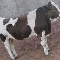 گوساله نر