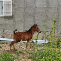 مادیان شکم طلا