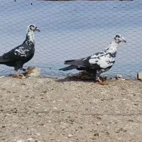 کبوتر سوسکی بزک اگاهی بخونید