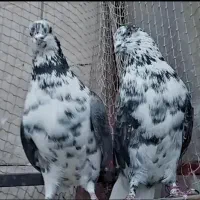 کبوتر